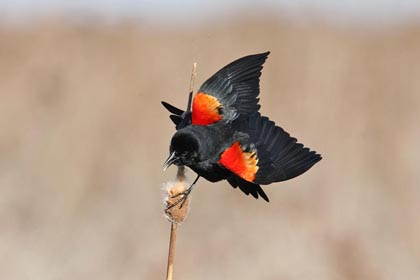 071209 redwing blackbird perched a